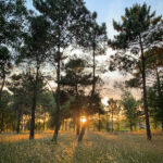 1997年开奖特码历史回顾与详细解析 519zj4