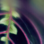 3D开奖历史中985前后关联走势深度解析 lmoh8lh