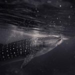 1990年开奖记录完整回顾与历史数据汇总 utpnj