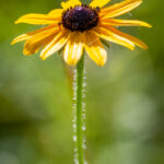 1月9日双色球最新开奖结果公布:大奖花落谁家? vu10j