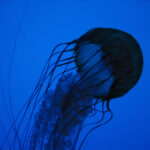 1994期彩票开奖结果查询与最新号码公布 z3khg3wd9